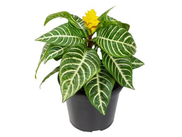 Flor Aphelandra Com Flor P15