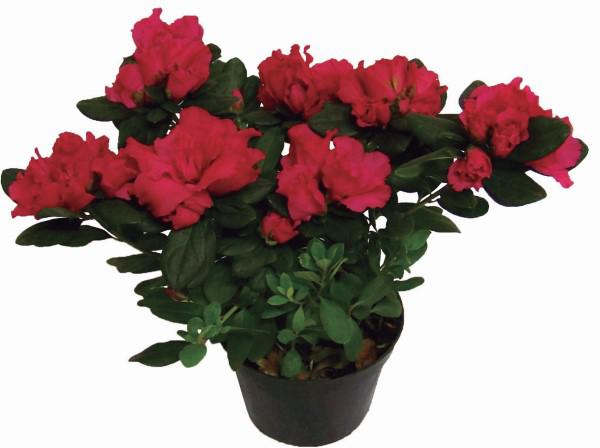 Flor Azaléia P14