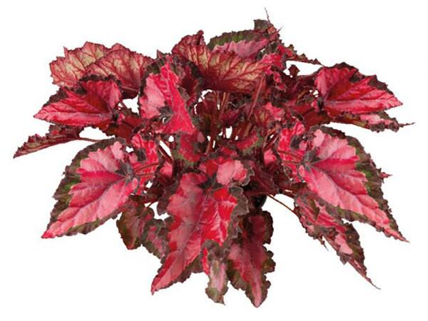 Flor Begonia Belaf P15