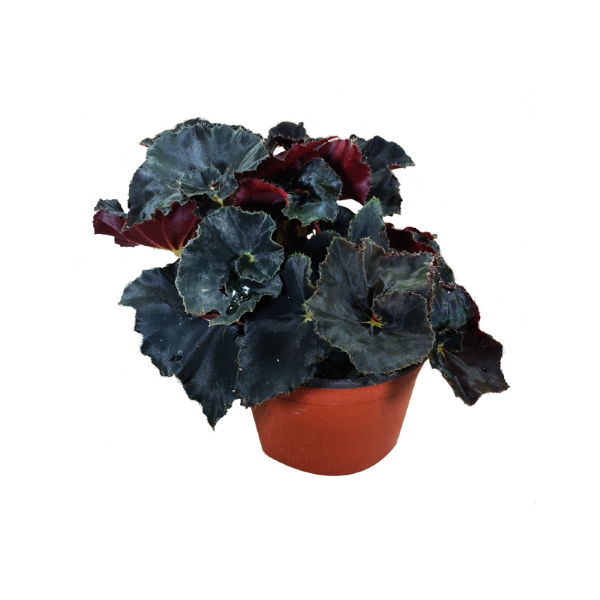 Flor Begonia Dark Mambo P11