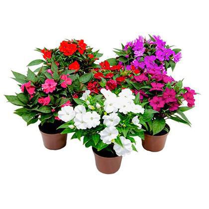 Flor Beijo Sunpatiens P13