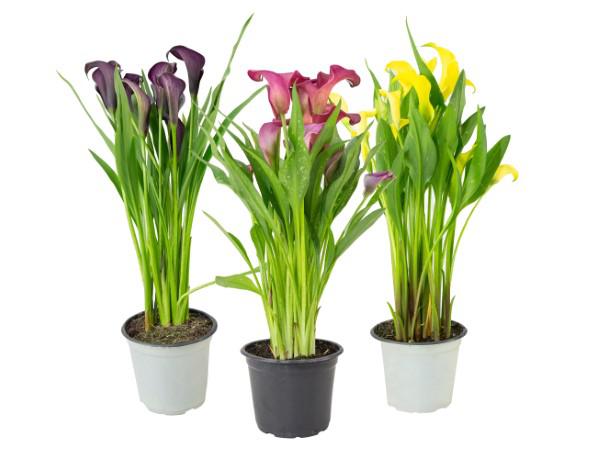 Flor Calla Colorida P14