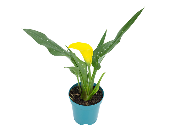Flor Calla Premium Mini P09