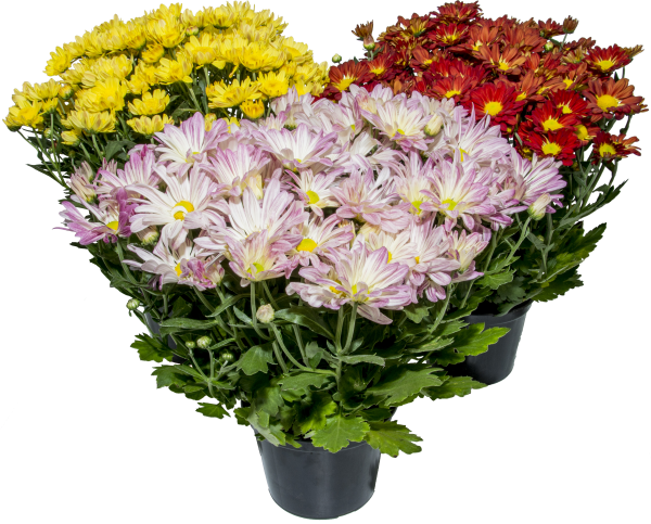 Flor Crisântemo P15