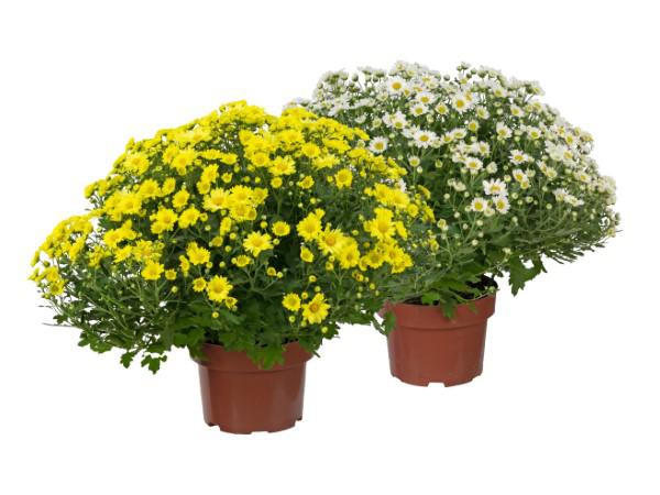 Flor Crisantemo Bola Belga P20