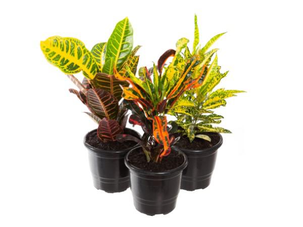 Flor Croton Variado P17