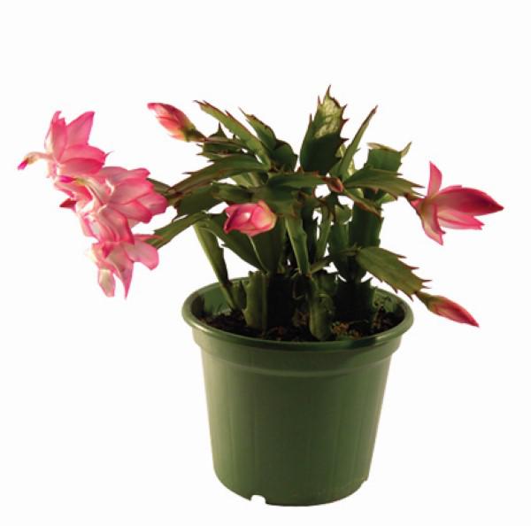 Flor De Maio P11