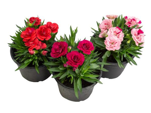 Flor Dianthus Pink Dobrado P11