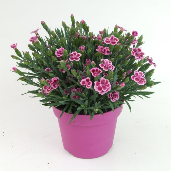 Flor Dianthus Pink Kisses P11