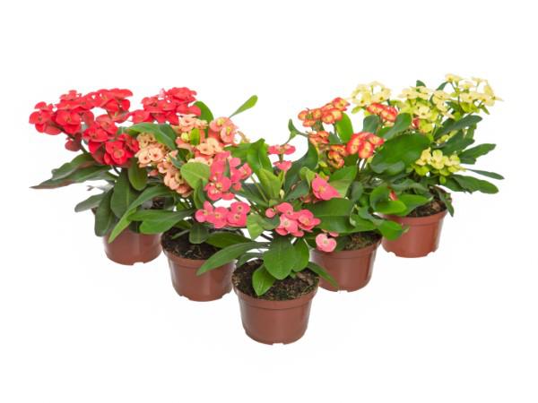 Flor Euphorbia Milii Miliana P11