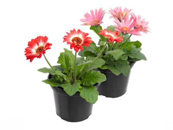 Flor Gérbera Mini 3 Fls P14