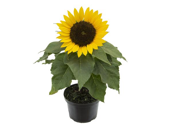 Flor Girassol Mini Sun P11