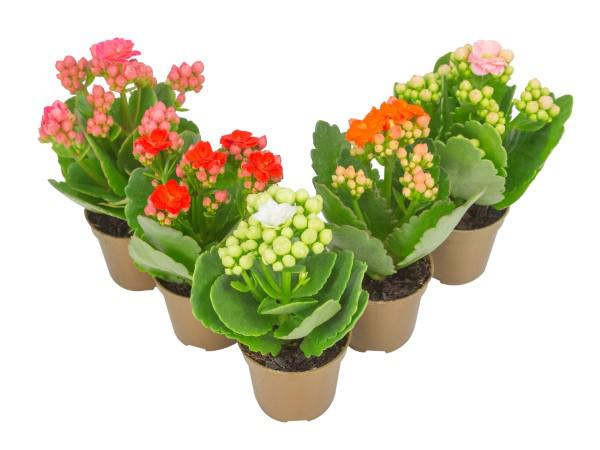 Flor Kalanchoe Dobrado Mini P06