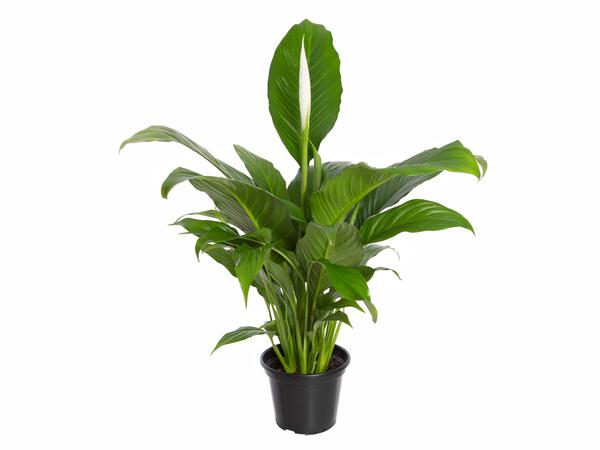 Flor Lírio Spath Com Flor P15