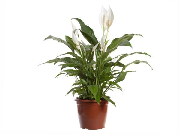 Flor Lírio Spath P24