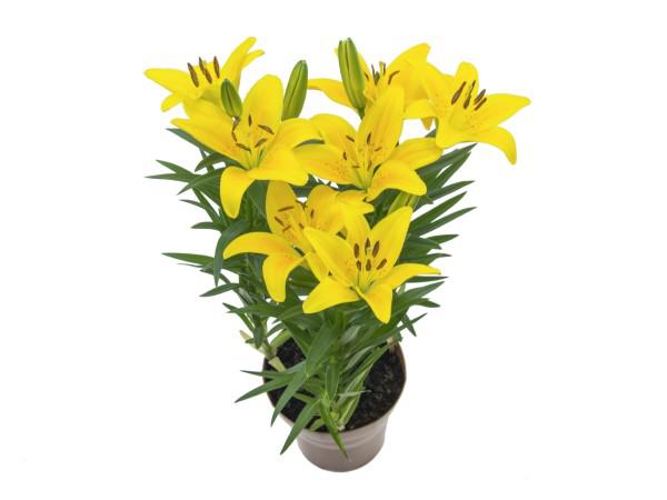 Flor Lírio Tiny Bee P15
