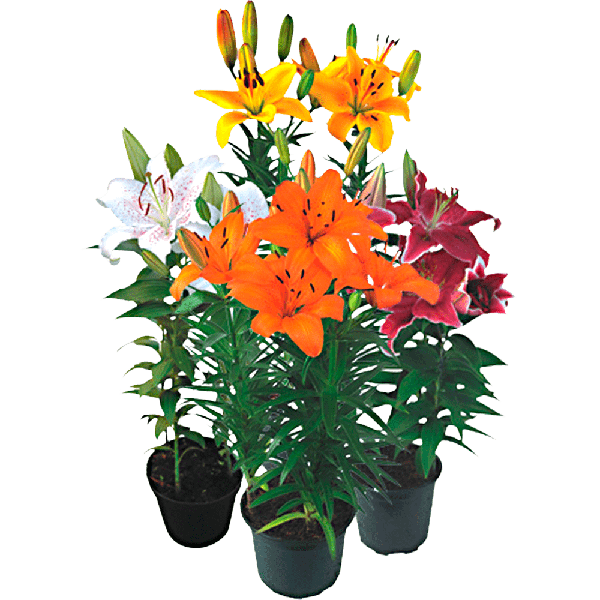 Flor Lírio Variado P12 Quadrado