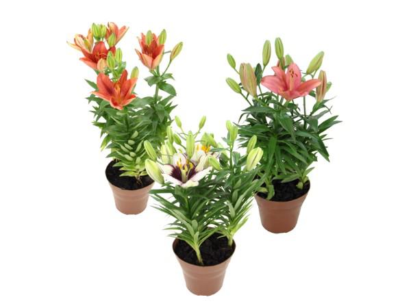 Flor Lírio Variado P15