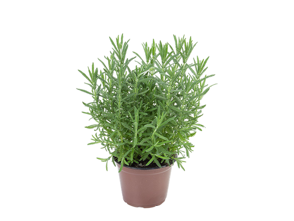 Flor Lavandula Angustifolia P15