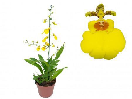 Flor Orq Oncidium Aloha P12