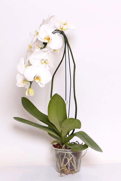 Flor Orquidea Phalaenopsis 1 Hastes Cascata  P12