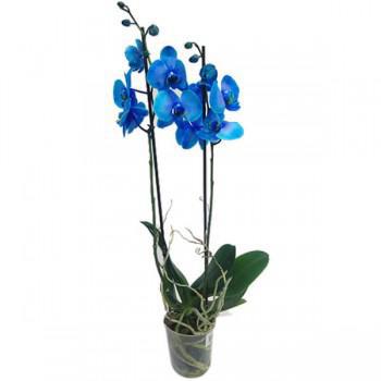 Flor Orq Phaleanopsis Azul P12 2 Hastes