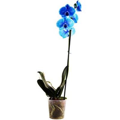 Flor Orq Phaleanopsis Azul P12