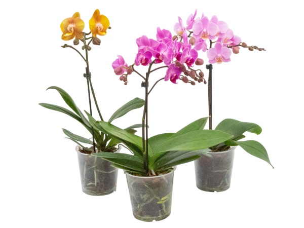 Flor Orquídea Phaleanopsis Mix P12