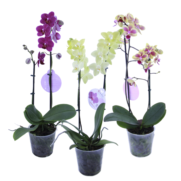 Flor Orquidea Phaleanopsis Multiflora P12