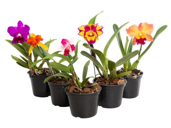 Flor Orquídea Cattleya Mini P15