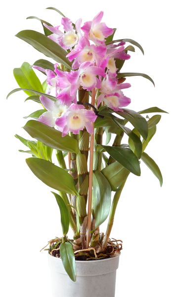 Flor Orquídea Denphalaen Vaso Plastico P13