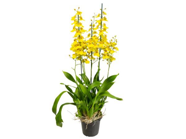 Flor Orquídea Oncidium Aloha P15