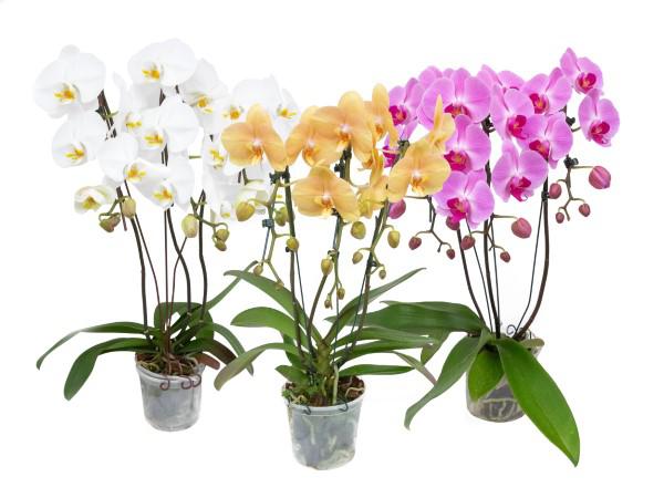 Flor Orquídea Phaleanopsis Cascata 1 Hast P15