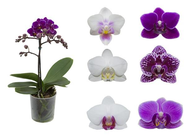 Flor Orquidea Phaleanopsis Mini P09 Pl