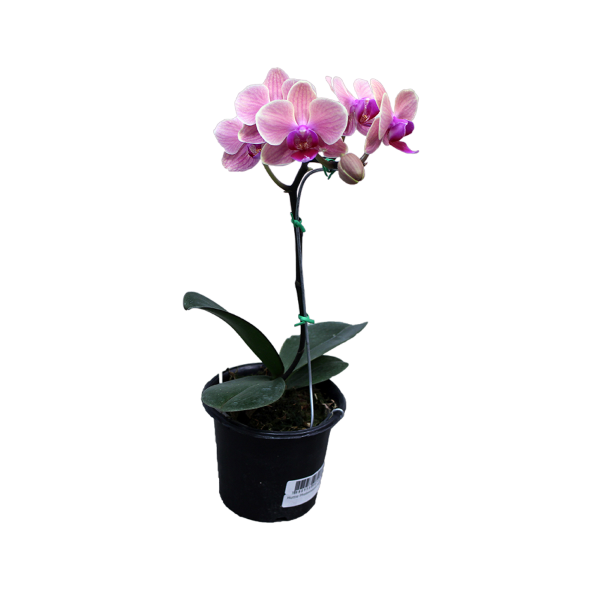 Flor Orquídea Phaleanopsis P22 1 Hastes