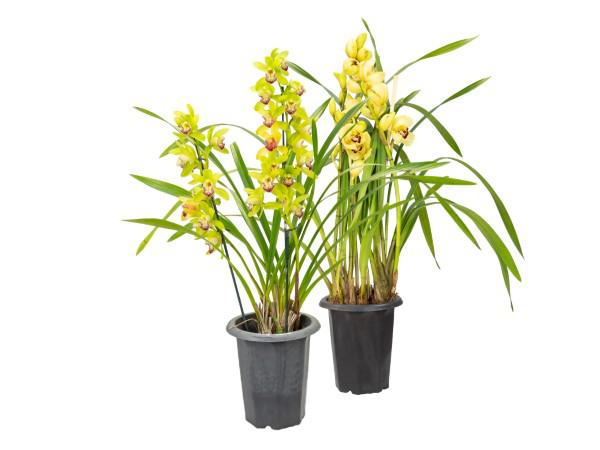 Flor Orquidea Cymbidium 02 Hastes P18
