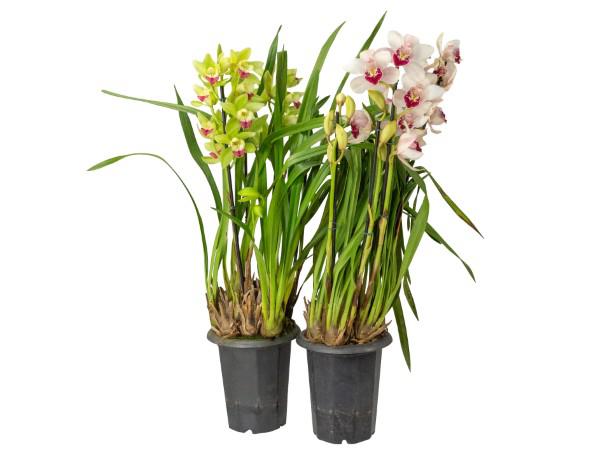 Flor Orquidea Cymbidium 3 Hastes P18