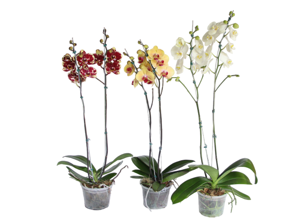 Flor Orquidea Phaleanopsis Mix P15