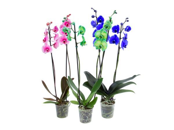 Flor Orquidea Phaleanopsis Multi Tingida 2 Hastes P12