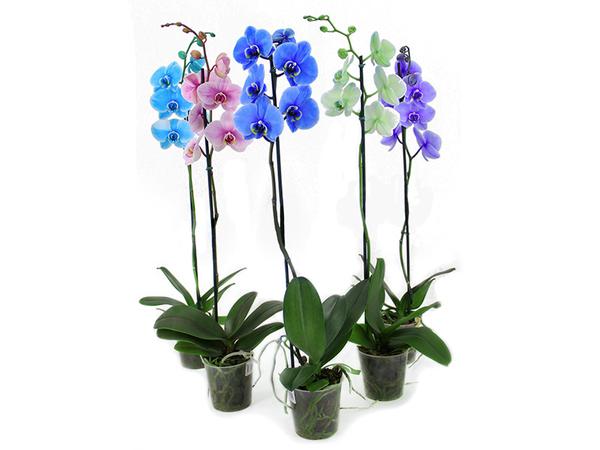 Flor Orquidea Phaleanopsis Multicolor Mix P12