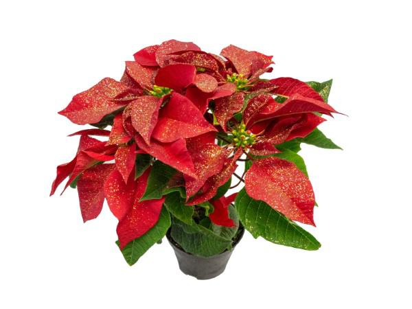 Flor Poinsettia Com Purpurina P11