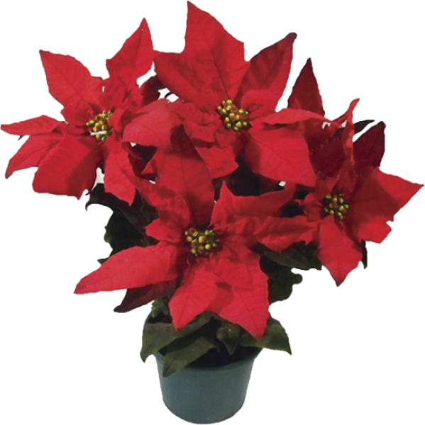 Flor Poisentia Vermelha P14