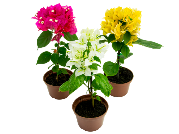 Flor Primavera P11