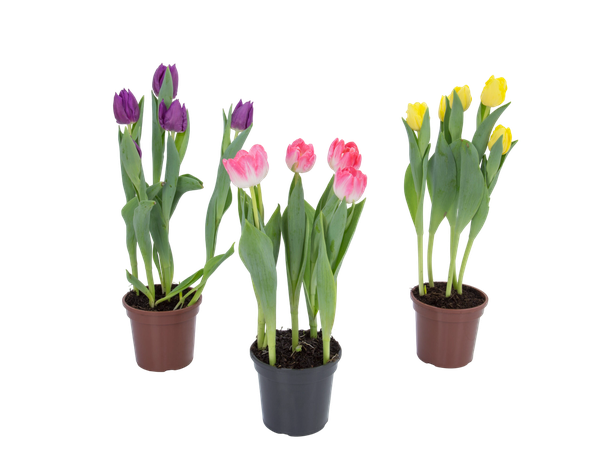 Flor Tulipa Variada P12 3 Hastes