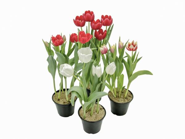 Flor Tulipa Variada P13