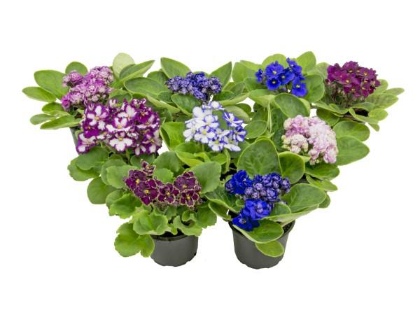 Flor Violeta Dobrada P11