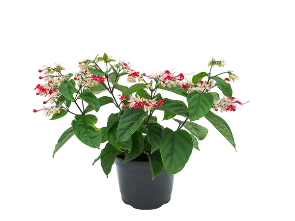 Lágrima De Cristo P15