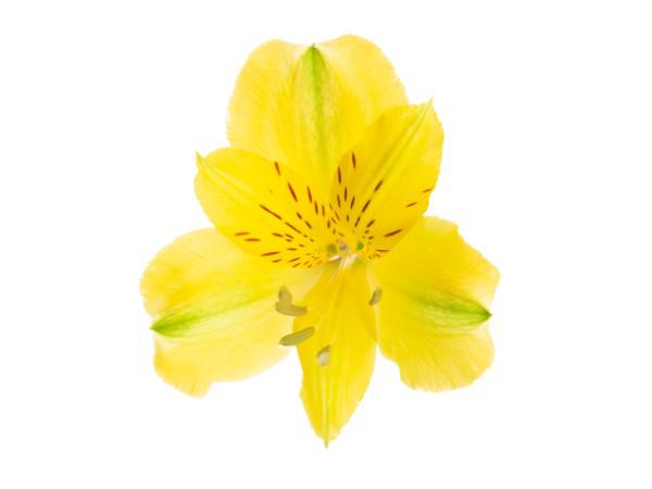 Flor Maço Alstroemeria