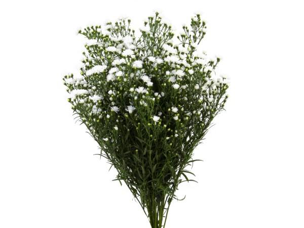 Maço Aster