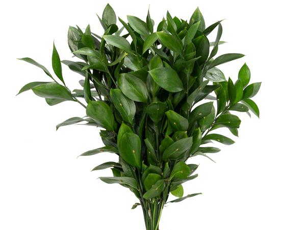 Maço Ruscus